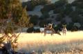 Pronghorn Buck and Does